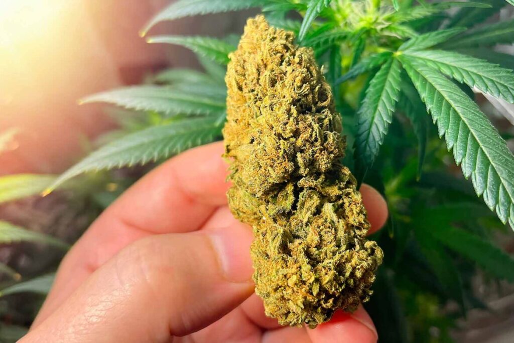 Buy marijuana in Canada
