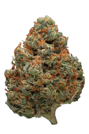 Durban Poison Strain