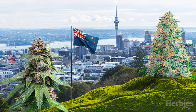 How do I find marijuana in Auckland