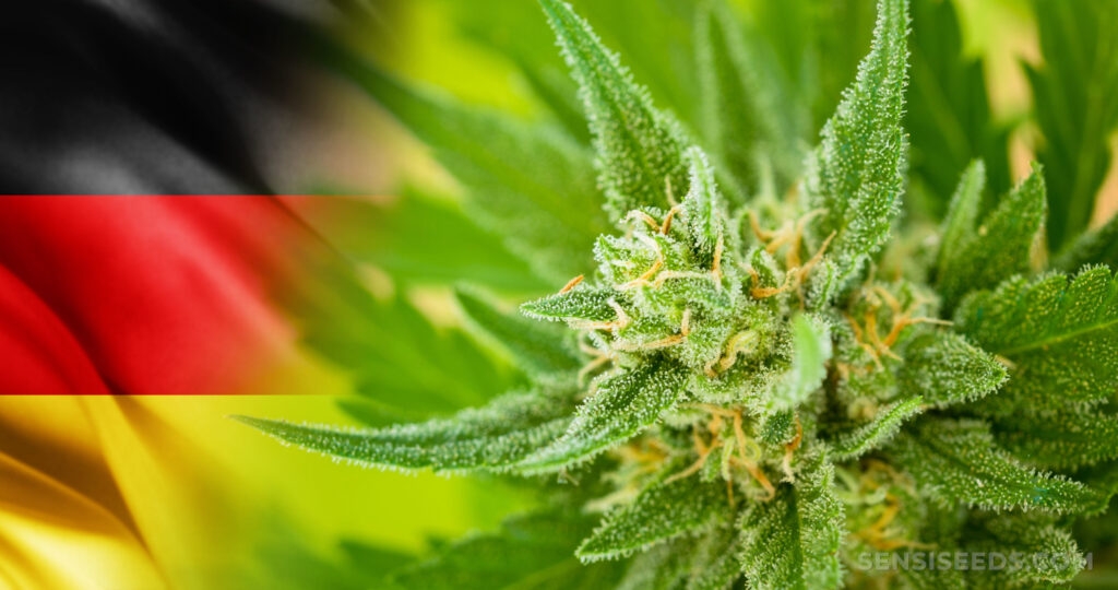 buy marijuana in Germany