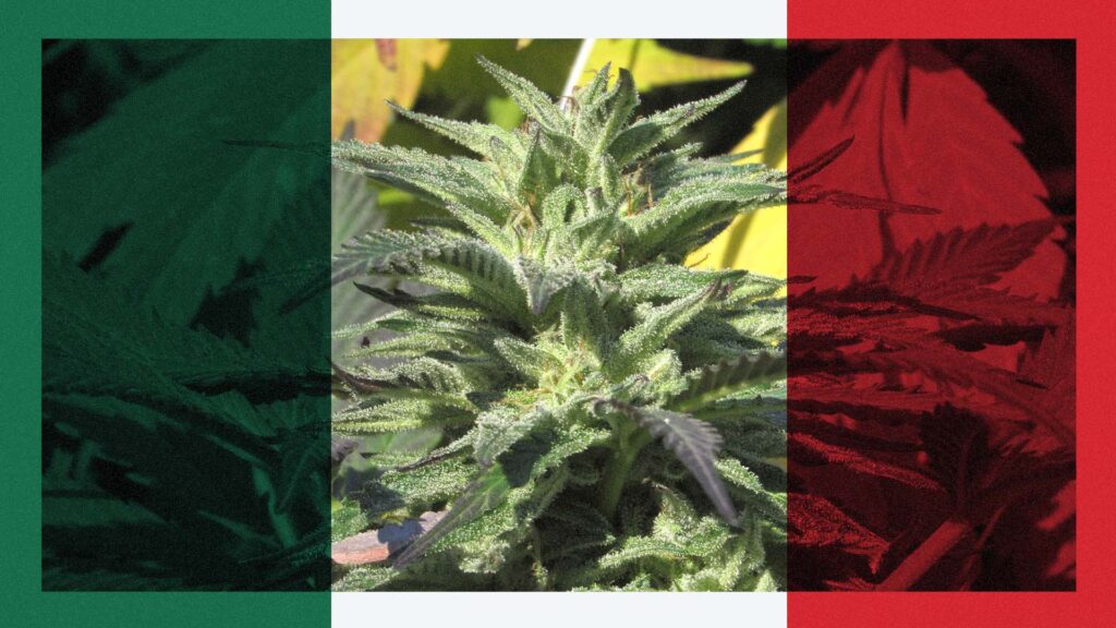 Buy marijuana in Mexico