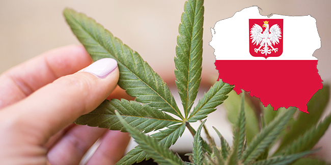 Buy cannabis in Poland