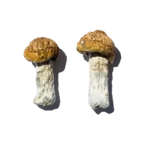 Order hero mushroom spores online