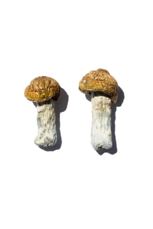 Order hero mushroom spores online