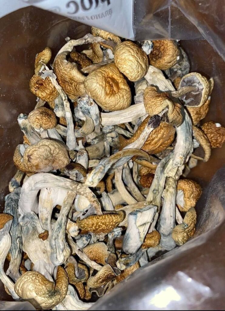 Buy Mushrooms Online in the USA
